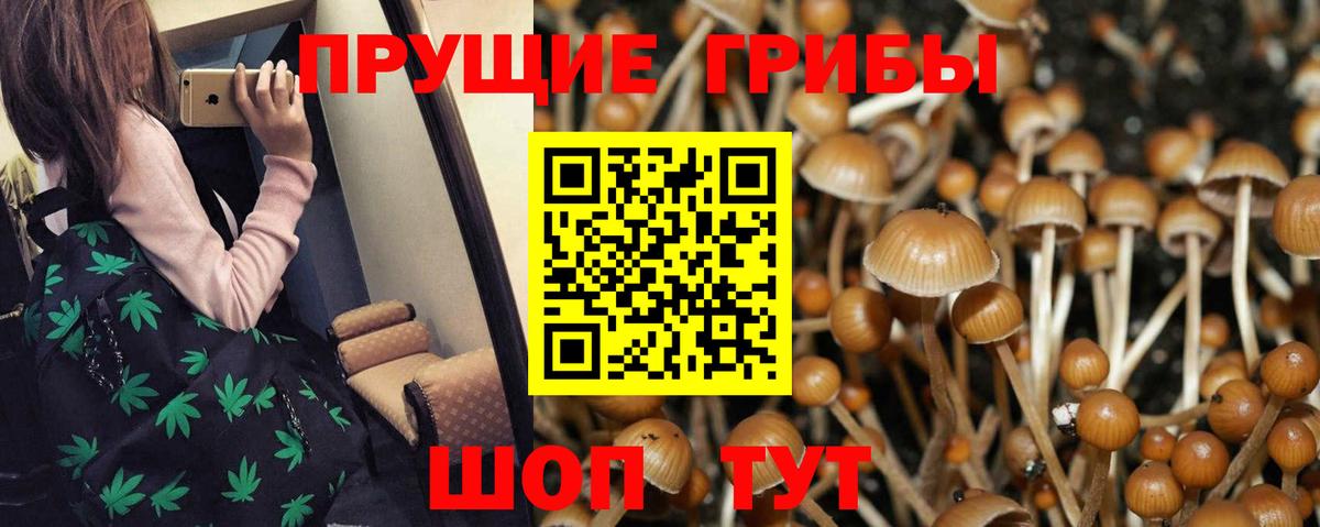 Галлюциногенные грибы Psilocybe Ржев